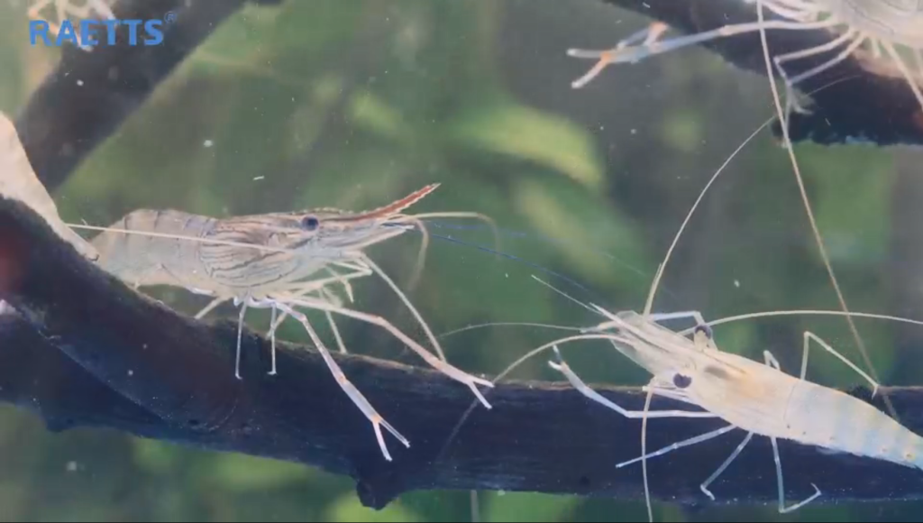 RAETTS maglev blower replace Roots blower